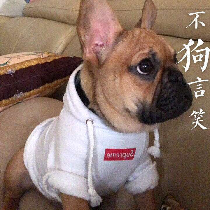 云南出售高品质法斗小狗 纯种法斗幼犬 坐标昆明