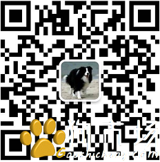 江苏卖卡斯罗江苏买卡斯罗江苏狗场常年出售纯种卡斯罗微信二维码