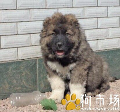 买高加索 云南狗场高加索幼犬出售 欢迎实地选购