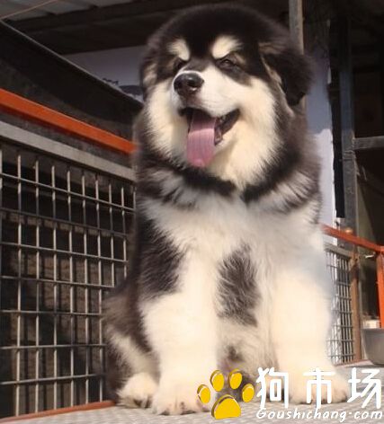 昆明出售阿拉斯加幼犬 昆明哪里买卖阿拉斯加小狗