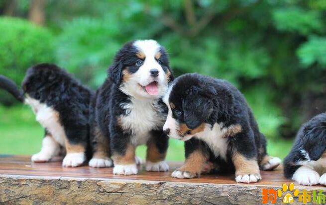 海口出售伯恩山犬小狗 伯恩山体型大吗 伯恩山犬多少钱