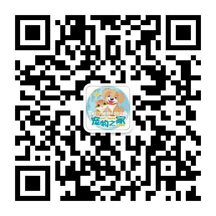 广东狗场出售比特犬包品质广州比特小狗多少钱一只微信二维码