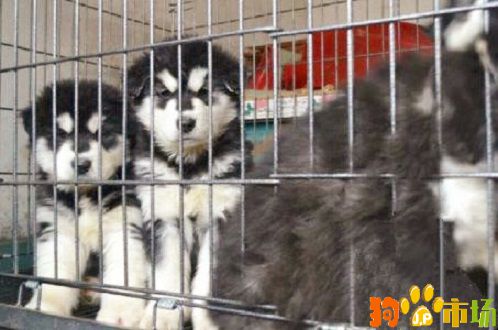 香格里拉地区常年出售阿拉斯加犬小狗红色黑色灰色