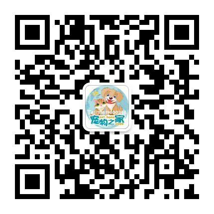 纯种泰迪犬白色黑色灰色红色 泰迪小狗茶杯体玩具型微信二维码