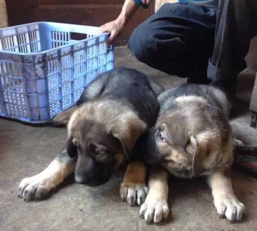 昭通卖昆明犬昭通买昆明犬昭通狗场常年出售纯种昆明犬